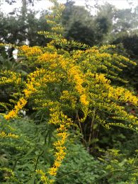 Solidago odora